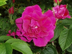 ROSERIE DE LHAIE (rugosa)